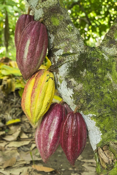 Cuba, Barracoa. Cacao pods hanging on tree at an organic cacao farm near Baracoa