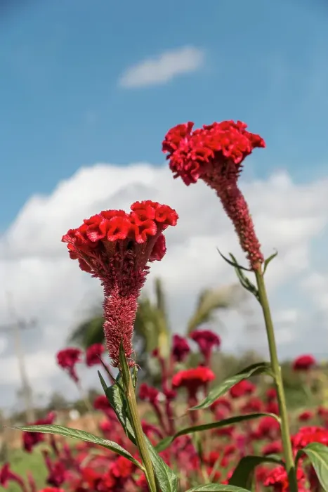 Framed Print : Cuba, Havana. Red, fuzzy flowers, variation of statice flower Framed Print : Cuba, Havana. Red, fuzzy flowers, variation of statice flower