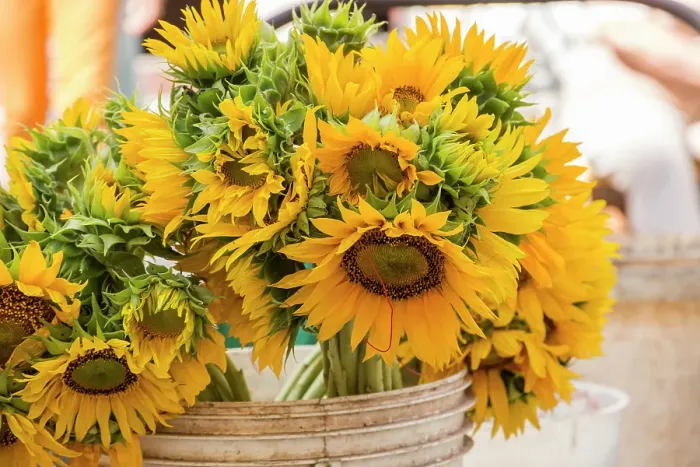 Framed Print : Cuba, Havana. Sunflowers for sale, street market Framed Print : Cuba, Havana. Sunflowers for sale, street market