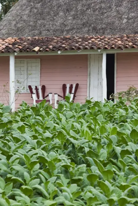 Framed Print : Cuba, Pinar del Rio Province, Vinales, small tobacco plantation Framed Print : Cuba, Pinar del Rio Province, Vinales, small tobacco plantation