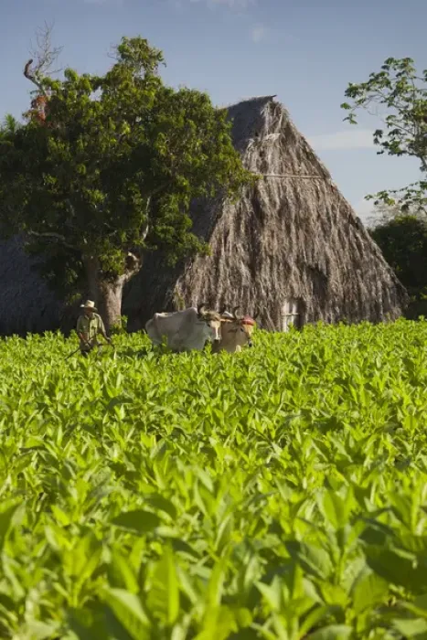 Framed Print : Cuba, Pinar del Rio Province, Vinales, Vinales Valley, tobacco plantation, morning