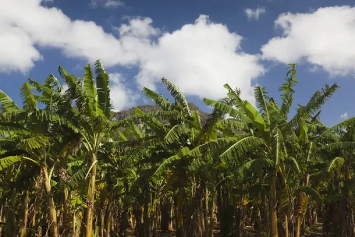 Framed Print : Cuba, Pinar del Rio Province, Vinales, Vinales Valley, palm plantation Framed Print : Cuba, Pinar del Rio Province, Vinales, Vinales Valley, palm plantation