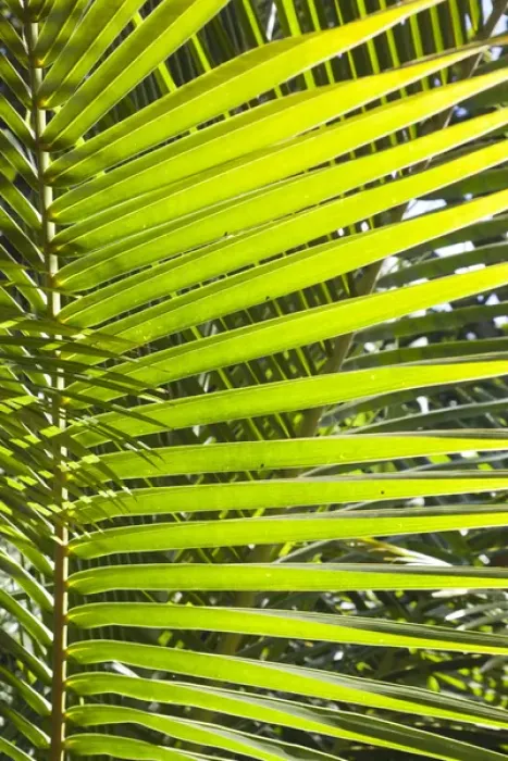 Framed Print : Cuba, Pinar del Rio Province, Vinales, Vinales Valley, El Jardin de Caridad, tropical garden Framed Print : Cuba, Pinar del Rio Province, Vinales, Vinales Valley, El Jardin de Caridad, tropical garden