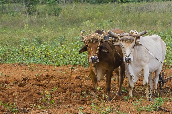 Cuba. Pinar del Rio. Vinales. Oxen plowing a field