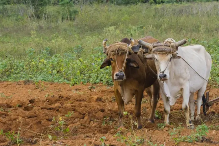 Framed Print : Cuba. Pinar del Rio. Vinales. Oxen plowing a field Framed Print : Cuba. Pinar del Rio. Vinales. Oxen plowing a field