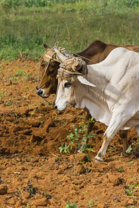 Framed Print : Cuba. Pinar del Rio. Vinales. Oxen plowing a field