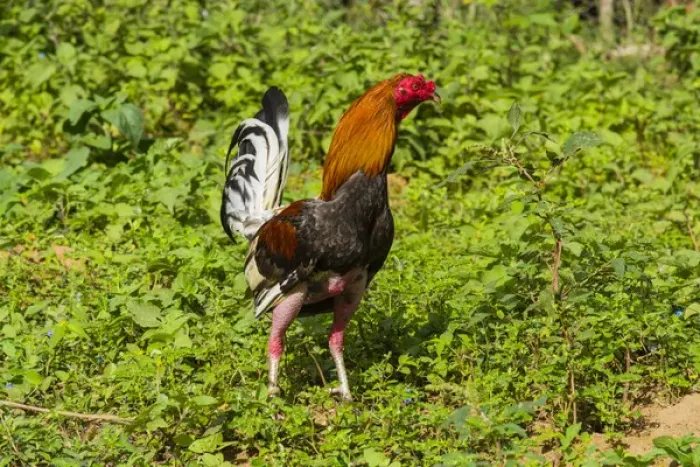 Framed Print : Cuba. Pinar del Rio. Vinales. Rooster Framed Print : Cuba. Pinar del Rio. Vinales. Rooster