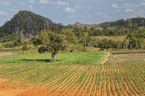 Cuba, Vinales. Cultivated fields in the valley