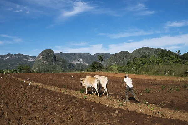 Cuba, Vinales. A farmer plows his fields with traditional equipment includig brama cows