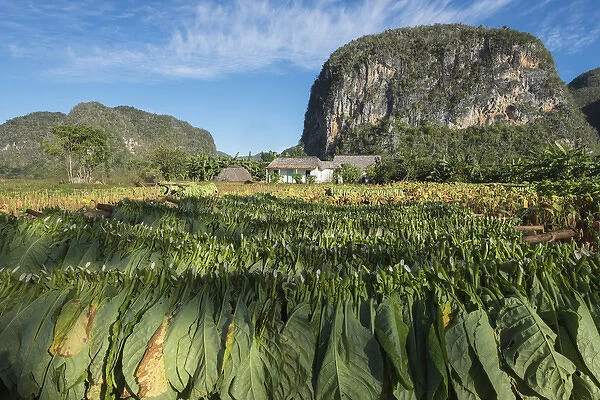 Cuba, Vinales. Tobacco leaves dry outdoors on racks on a traditional farm