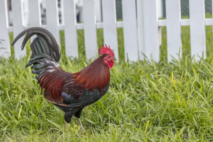 Framed Print : Cubalaya Gypsy Rooster in Key West, Florida, USA Framed Print : Cubalaya Gypsy Rooster in Key West, Florida, USA