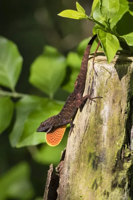 Framed Print : Cuban Brown Anole (Anolis sagrei) displaying dewlap Framed Print : Cuban Brown Anole (Anolis sagrei) displaying dewlap