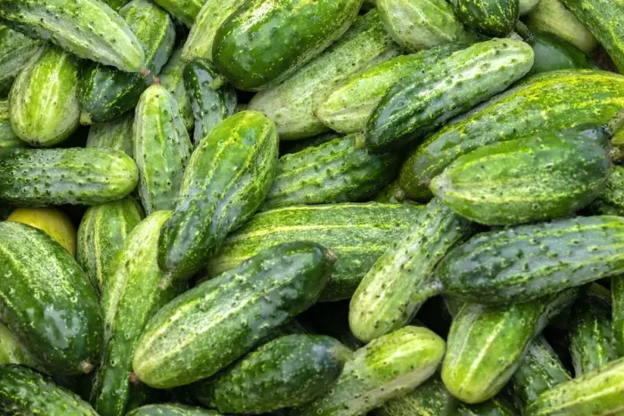 Framed Print : Cucumbers, USA Framed Print : Cucumbers, USA