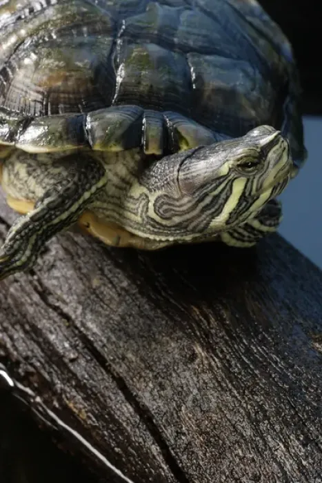 Framed Print : Cumberland Slider Trachemys scripta troostii Native to Cumberland and Tennessee Framed Print : Cumberland Slider Trachemys scripta troostii Native to Cumberland and Tennessee