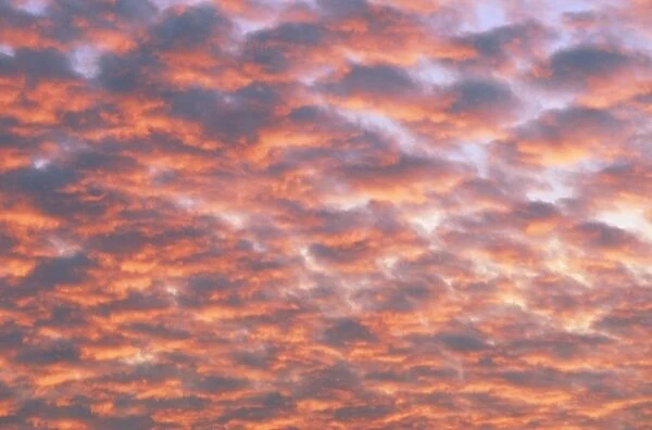 Cumulus clouds at sunset