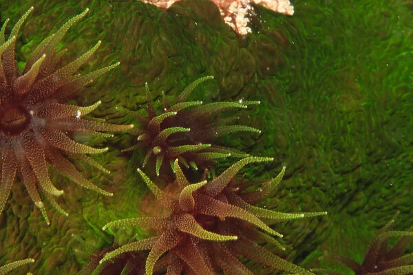 Cup Corals (Tubastrea sp. ), Bligh Water, Viti Levu, Fiji, South Pacific