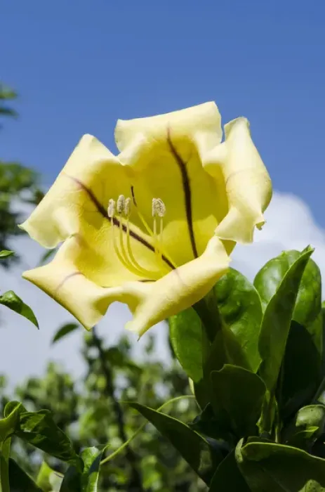 Framed Print : Cup of gold (Solandra maxima) Na `Aina Kai Botanical Gardens & Sculpture Park, Kauai