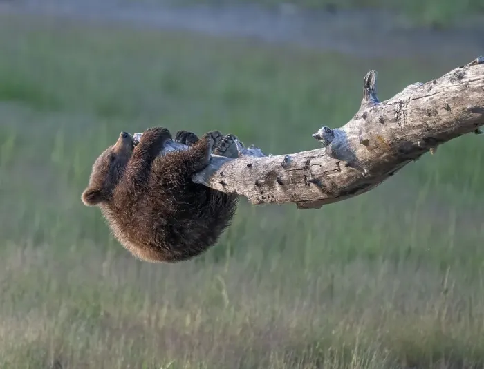 Framed Print : Curious brown bear cub investigates a snag Framed Print : Curious brown bear cub investigates a snag