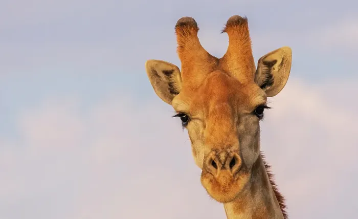 Framed Print : Curious giraffes pauses in the desert climate of Augrabies Falls, southern Africa Framed Print : Curious giraffes pauses in the desert climate of Augrabies Falls, southern Africa