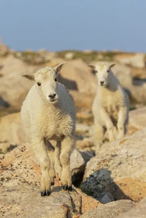Framed Print : Curious mountain kid, Colorado alpine country, USA