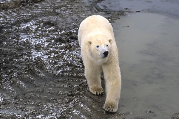 Curious Polar Bear close encounter as bear walks close by people at Churchill Manitoba