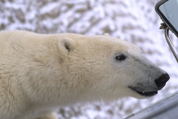 Curious Polar Bear close encounter as bear walks close by to buggie mirror at Churchill