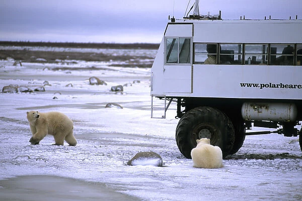Curious Polar Bear close encounter as bears walks next to Video Buggy to see tourists