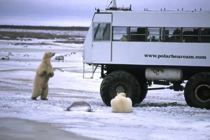 Framed Print : Curious Polar Bear close encounter as bears walks next to Video Buggy to see tourists Framed Print : Curious Polar Bear close encounter as bears walks next to Video Buggy to see tourists