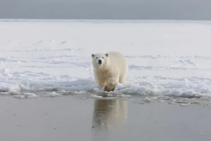 Framed Print : A curious young polar bear plays in the snow on the edge of the Beaufort Sea Ice Framed Print : A curious young polar bear plays in the snow on the edge of the Beaufort Sea Ice