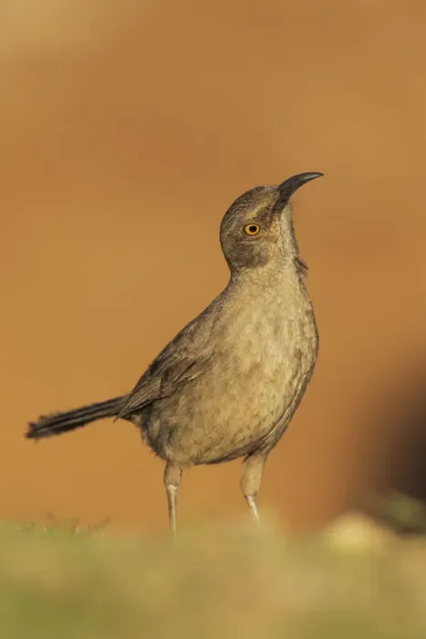 Framed Print : Curve-billed thrasher Framed Print : Curve-billed thrasher