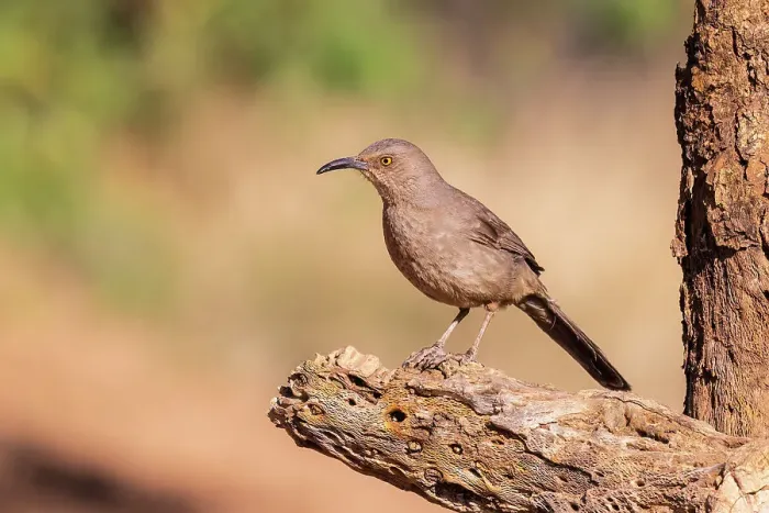 Framed Print : Curve-billed Thrasher, Pima County, Arizona