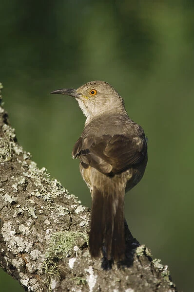 Curve-billed Thrasher, Toxostoma curvirostre, adult, Willacy County, Rio Grande Valley
