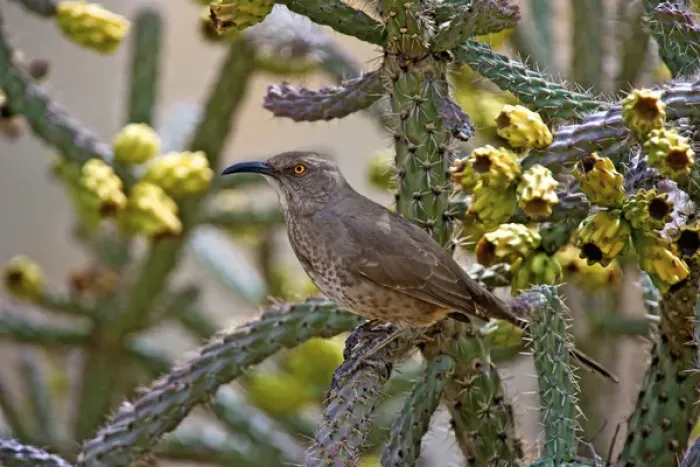Framed Print : A curve-billed thrasher (toxostoma curvirostre) in a fruiting cholla cactus Framed Print : A curve-billed thrasher (toxostoma curvirostre) in a fruiting cholla cactus