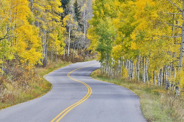 Curved Roadway near Aspen Colorado in autumn colors and aspens groves