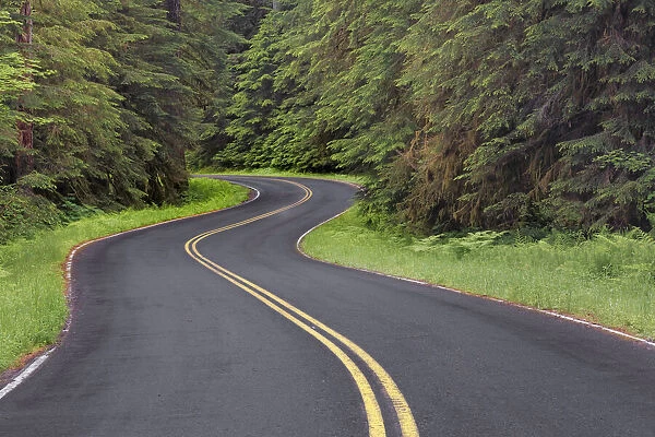 Curving road though lush forest, Olympic National Park, Washington State