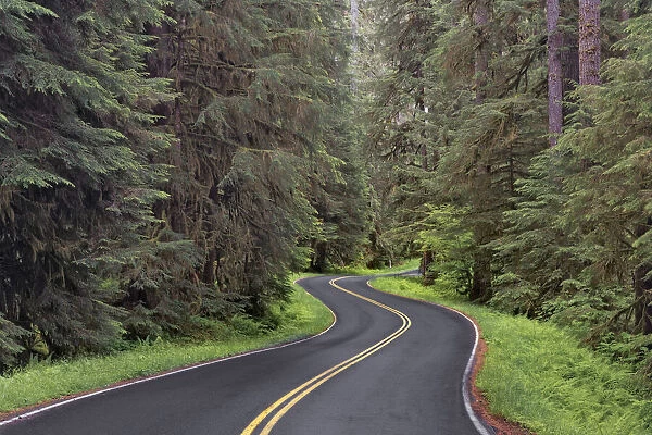 Curving road though lush forest, Olympic National Park, Washington State