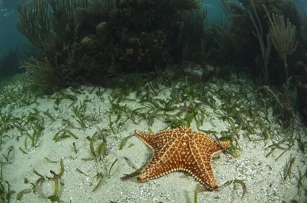 Cushion Sea Star (Oreaster reticulatus) Coral Reef Island, Belize Barrier Reef. Second