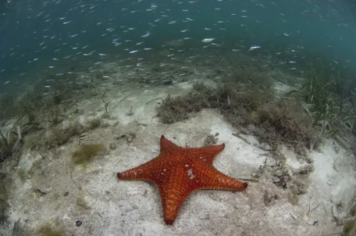Framed Print : Cushion Sea Star (Oreaster reticulatus) Coral Reef Island, Belize Barrier Reef