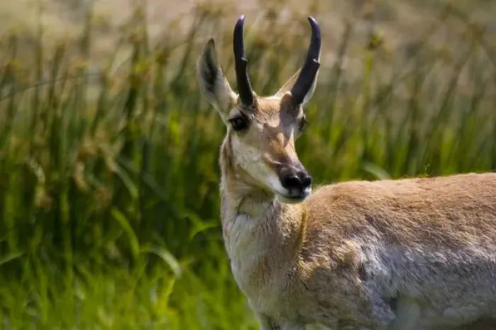 Framed Print : Custer State Park, South Dakota. USA. Male American pronghorn (Antilocapra americana)