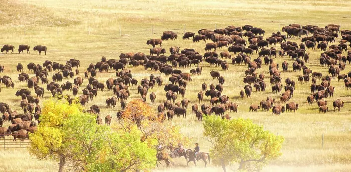 Framed Print : Custer State Park, South Dakota, USA. Annual buffalo roundup Framed Print : Custer State Park, South Dakota, USA. Annual buffalo roundup