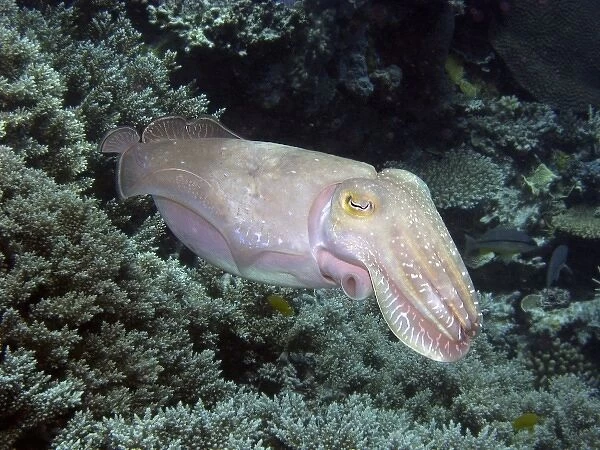Cuttlefish, Agincourt Reef, Great Barrier Reef, North Queensland, Australia