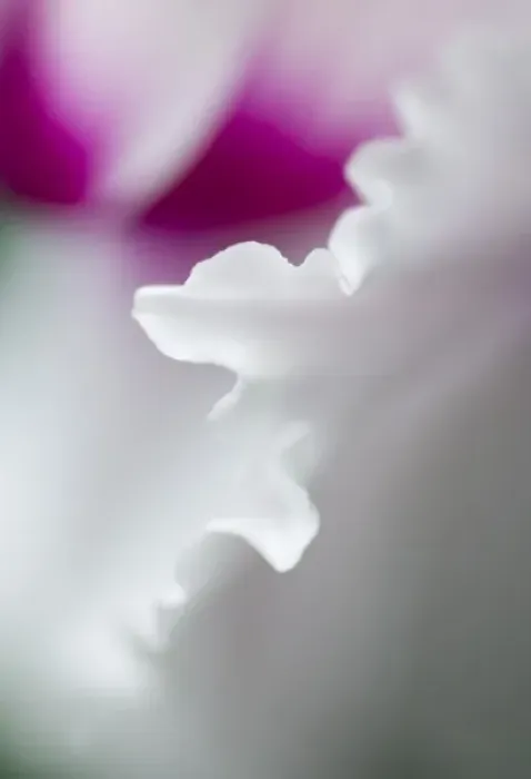 Framed Print : Cyclamen flower close-up Framed Print : Cyclamen flower close-up