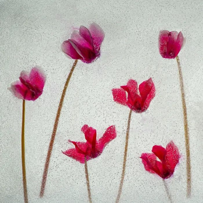 Framed Print : Cyclamen flowers in ice Framed Print : Cyclamen flowers in ice