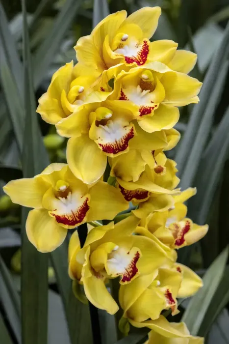 Framed Print : Cymbidium Orchid Framed Print : Cymbidium Orchid