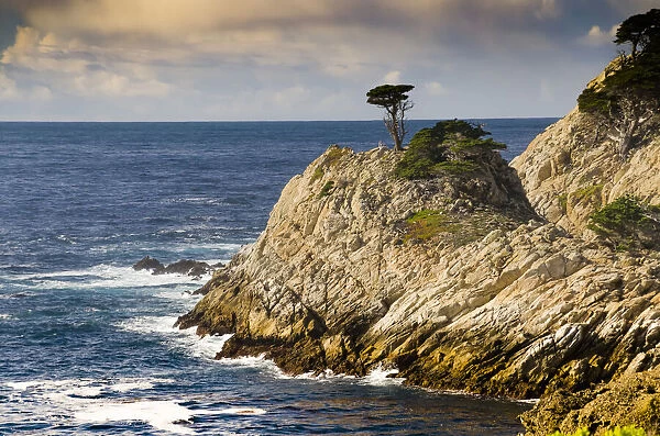 Cypress on Coastal Cliff, Point Lobos State Natural Reserve, California, USA