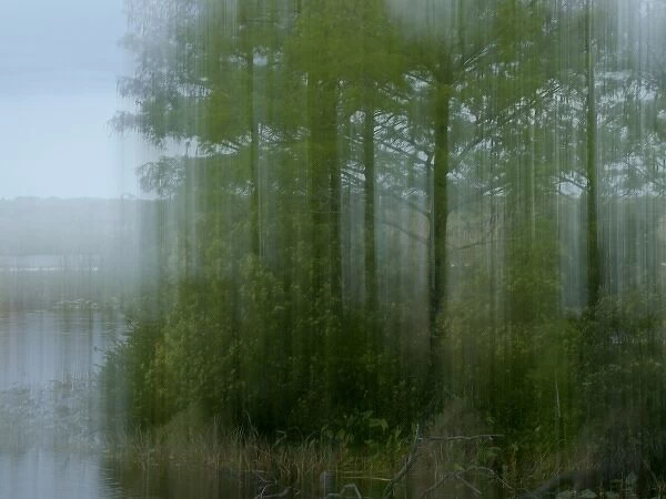 Cypress at edge of wetland, Loxahatchee NWR, Florida