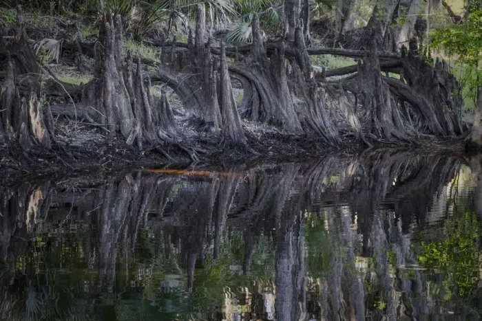 Framed Print : Cypress knees along, Econlockhatchee River, a blackwater tributary of the St. Johns River, near Orlando, Florida Framed Print : Cypress knees along, Econlockhatchee River, a blackwater tributary of the St. Johns River, near Orlando, Florida
