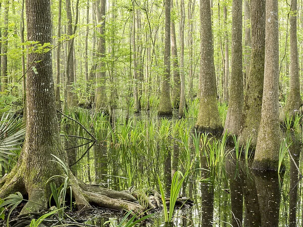 Cypress swamp, Savannah National Wildlife Refuge, North Carolina