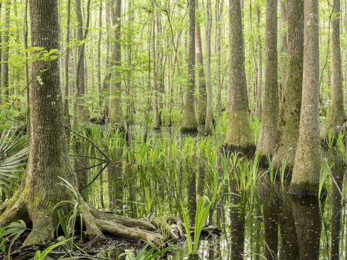 Framed Print : Cypress swamp, Savannah National Wildlife Refuge, North Carolina Framed Print : Cypress swamp, Savannah National Wildlife Refuge, North Carolina