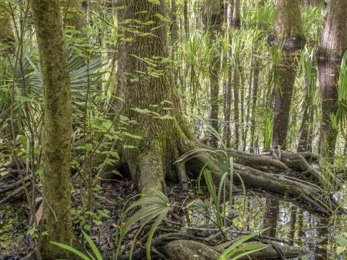 Framed Print : Cypress swamp, Savannah National Wildlife Refuge, North Carolina Framed Print : Cypress swamp, Savannah National Wildlife Refuge, North Carolina